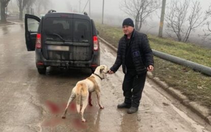 Amendă de 1.000 de lei pentru șoferul din Sibiu care și-a scos câinele la plimbare legat de cârligul mașinii Citeşte întreaga ştire: Amendă de 1.000 de lei pentru șoferul din Sibiu care și-a scos câinele la plimbare legat de cârligul mașinii